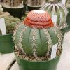 Melocactus_zehntneri